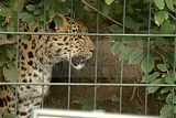 leipzig zoo-01_07_2011_zoo_allgemein_415